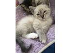 Adopt Sock a Cream or Ivory (Mostly) American Shorthair / Mixed (short coat) cat