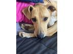 Adopt Bex a Tan/Yellow/Fawn - with White Whippet / Australian Cattle Dog / Mixed