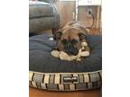 Adopt Hank a Tan/Yellow/Fawn Boxer / Mixed dog in Davis, CA (33278698)