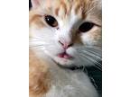 Adopt Jimmy C a Orange or Red Tabby Domestic Shorthair (short coat) cat in