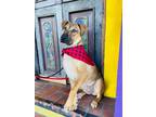 Adopt Winky a Great Dane / German Shepherd Dog dog in San Diego, CA (33277612)