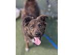 Adopt Amaya a Collie / Retriever (Unknown Type) / Mixed dog in Fremont