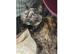 Adopt Lillian a Domestic Shorthair / Mixed (short coat) cat in Crandon