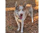 Adopt Max a Red/Golden/Orange/Chestnut - with White Siberian Husky / Mixed dog