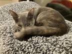 Adopt Alice a Gray, Blue or Silver Tabby Domestic Shorthair / Mixed (short coat)