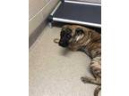 Adopt Gunnar a Black Black Mouth Cur / Mixed dog in Shelby, NC (33271808)