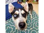 Adopt Sammy a Gray/Blue/Silver/Salt & Pepper Husky / Mixed dog in Portola