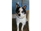 Adopt Patches a Husky