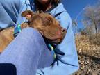 Adopt Fudge Brownie a Pit Bull Terrier