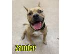 Adopt ZANDER a Staffordshire Bull Terrier, Mixed Breed