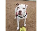 Adopt NICK a American Staffordshire Terrier, Mixed Breed