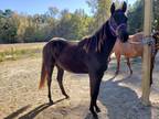 AQHA 2 year old filly