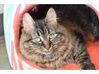 Adopt Alice a All Black Domestic Mediumhair / Domestic Shorthair / Mixed cat in