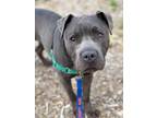 Adopt Rocco a Gray/Blue/Silver/Salt & Pepper Mixed Breed (Large) / Mixed dog in