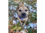 Adopt Whistles a Tan/Yellow/Fawn American Staffordshire Terrier / Mixed dog in