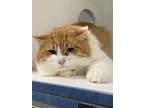 Adopt Tetris a Domestic Longhair / Mixed (short coat) cat in Crandon