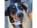 Adopt Skipper JuM a Black Beagle / Hound (Unknown Type) / Mixed dog in Von Ormy