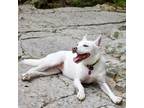 Adopt Sheba Reba a Collie / Mixed dog in Austin, TX (33287790)