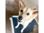 Adopt Feliz a Tan/Yellow/Fawn Jindo / Carolina Dog / Mixed dog in Edinburg