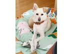 Adopt Daisy a White - with Tan, Yellow or Fawn Jindo / Mixed dog in toronto