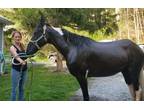 Raven flashy gaited project horse