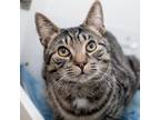 Adopt Marvin a Gray, Blue or Silver Tabby Domestic Shorthair (short coat) cat in