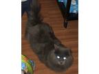 Adopt Zeus a Gray or Blue Persian / Mixed (long coat) cat in Riverside
