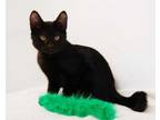 Adopt Dudley a All Black Domestic Shorthair / Domestic Shorthair / Mixed cat in