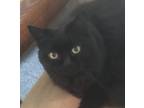 Adopt Gabby a Black (Mostly) Domestic Longhair (long coat) cat in Whitehall