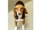 Adopt Penny a Beagle