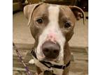 Adopt Pulled Pork a Pit Bull Terrier