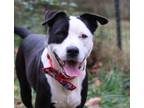 Adopt Hampton a Pit Bull Terrier, Border Collie