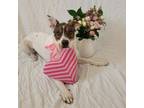 Adopt Lady Winter JuM a Beagle, Jack Russell Terrier