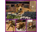 Adopt Bailey a Labrador Retriever, Boxer