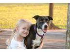 Adopt Daisy Ann Garcia (JDC) a Pit Bull Terrier