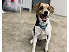 Adopt Milhouse a Beagle, Jack Russell Terrier