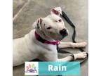 Adopt Rain a Pit Bull Terrier