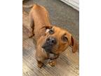 Adopt Ruthie a Brown/Chocolate Black Mouth Cur / Mixed dog in Fort Worth