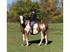 Adopt Belle a Chestnut/Sorrel Paint/Pinto horse in Sharon Center, OH (33299055)