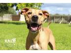 Adopt Bumble a Catahoula Leopard Dog / Hound (Unknown Type) / Mixed dog in
