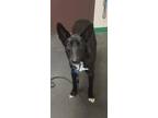 Adopt Chi(Ruth) a Black Border Collie / Shepherd (Unknown Type) / Mixed dog in
