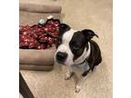 Adopt Buddy The Elf a Black Boston Terrier / American Pit Bull Terrier / Mixed