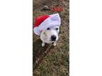 Adopt Lexy a White Mixed Breed (Large) / Mixed dog in Kalamazoo, MI (31543758)