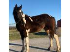 Tricolored Paint Draft Cross Yearling Gelding