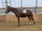 2020 warmblood filly available