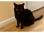 Adopt Finn a All Black American Shorthair / Mixed (short coat) cat in New