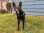 Adopt MARV a Black Feist / Mixed dog in Charlotte, NC (33310461)