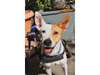 Adopt Rodolfo a White - with T