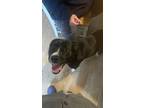 Adopt Rocky a Black - with White German Shepherd Dog / Labrador Retriever /