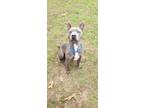 Adopt Dallas a Gray/Blue/Silver/Salt & Pepper American Pit Bull Terrier / Mixed